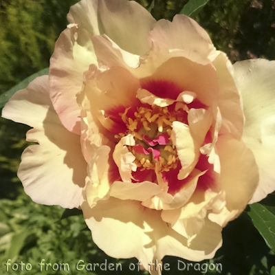 Paeonia Sonoma Apricot