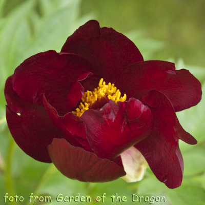 Paeonia Sonoma Velvet Ruby