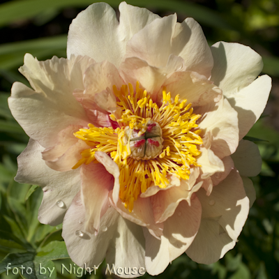 Paeonia Sonoma Welcome