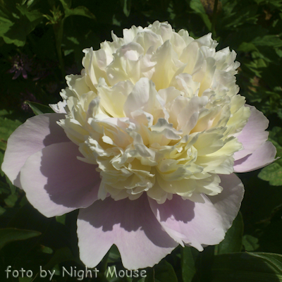 Paeonia Souvenir de Gaspard Calot