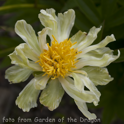 Paeonia Spider Green