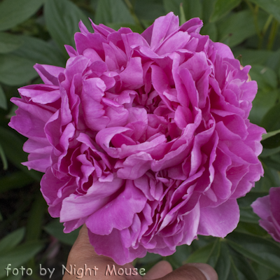 Paeonia Springfield