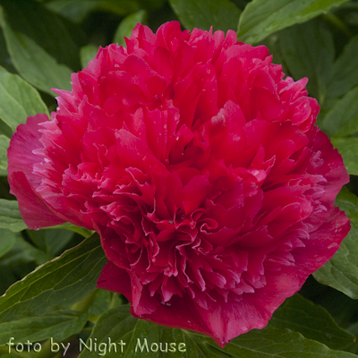 Paeonia Stoplight