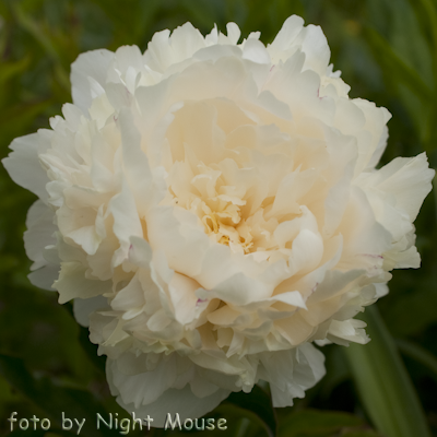 Paeonia Summer Glow