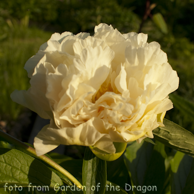 Paeonia Sunny Girl