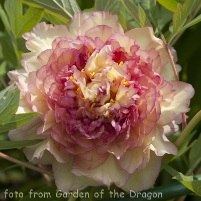 Paeonia Surprise