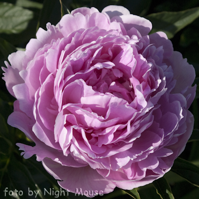 Paeonia Susie Q