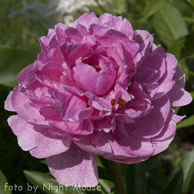 Paeonia The Fawn