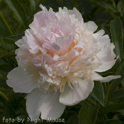 Paeonia Top Brass