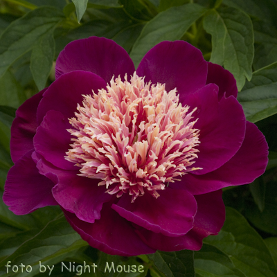 Paeonia Ursa Major