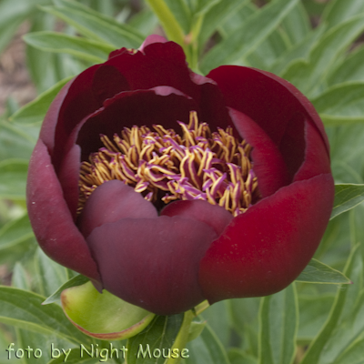 Paeonia Walter Mains