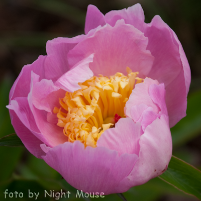 Paeonia Westerner