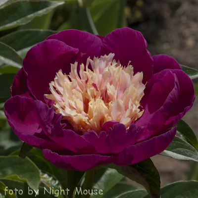 Paeonia White Cap