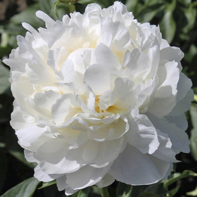 Paeonia White Frost