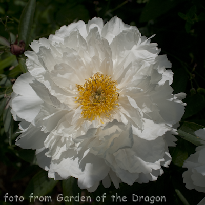 Paeonia White Grace