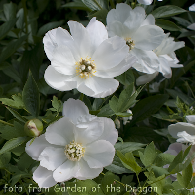 Paeonia White Innocence