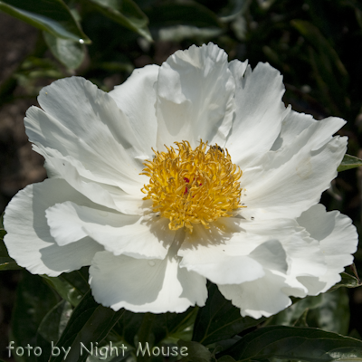 Paeonia White Wings