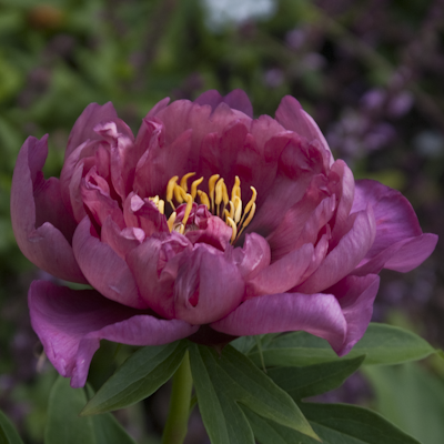 Paeonia Yankee Doodle Dandy