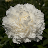 Paeonia A. E. Kundred