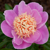 Paeonia Ama no Sode