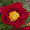 Paeonia America