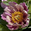 Paeonia Anderson`s Kaleidoscope