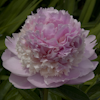 Paeonia Angel Cheeks