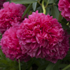 Paeonia Angelo Cobb Freeborn