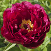 Paeonia Ann Zaller