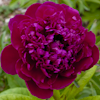 Paeonia Anthey