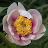 Paeonia Aphina