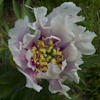 Paeonia Ballerena de Saval