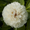 Paeonia Ballerina