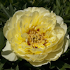 Paeonia Bartzella