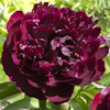 Paeonia Black Velvet