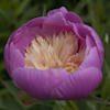 Paeonia Bowl of Beauty