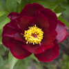 Paeonia Burnished Bronze