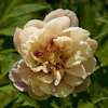 Paeonia Callie`s Memory