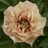 Paeonia Canary Brilliants