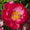 Paeonia Carina