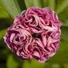 Paeonia Carnation Bouquet