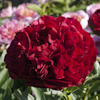 Paeonia Carol