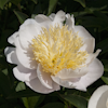 Paeonia Carrara