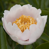 Paeonia Chalice