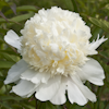 Paeonia Charle`s White