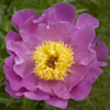 Paeonia Cheese Country