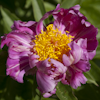 Paeonia Cherry Twist