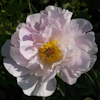 Paeonia Chiffon Clouds