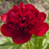 Paeonia Christmas Velvet