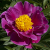 Paeonia Clown